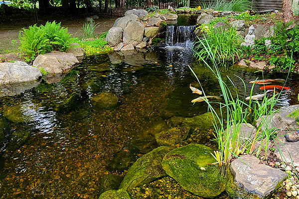Palm Scapes | Jupiter FL Koi Pond Installations