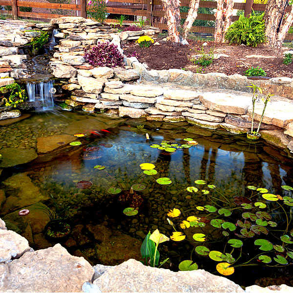 Palm Scapes | Jupiter Florida koi pond installations